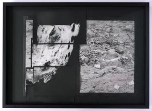 Walks Retracing A Snowleopard 4, 2016