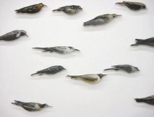 Byrds, Andrea Frank, 2011, particolare