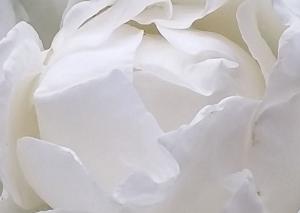 Still Rose, 2017