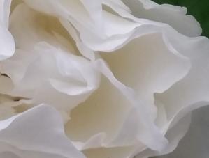 Still Rose, video 8'07'', 2017