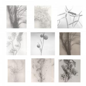 Plantes