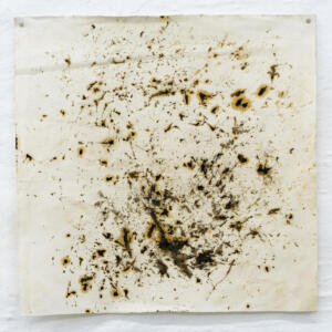 Mariateresa sartori, WIND ON PLANT (Euphorbia, plant with pendulous leaves)_34 x 38 cm_Silver charcoal, linseed oil and wind on ancient paper_2023