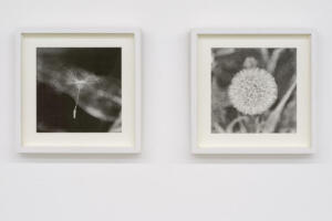Marcela Cernadas, Ode to the brief, 2021, risograph, 20,6 x 20, 6 cm ognuna,  Ed. 2/3 + 1 AP