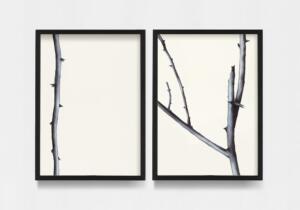 Silvano Tessarollo, Robinia, 2019, gouache on arches-canson 300 gr paper, 36 x 52 cm